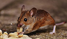 24 Hour & Emergency Exterminators in N Berwick, ME